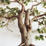 Przycinanie domowych bonsai bez stresu: sprawdzone techniki i terminy, by rośliny rosły jak marzenie